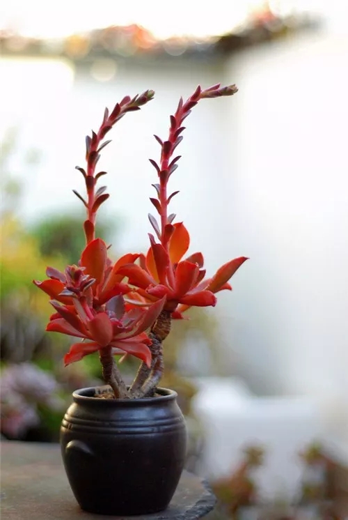 多肉老桩速成法，根本用不了三五年！美的大开眼界