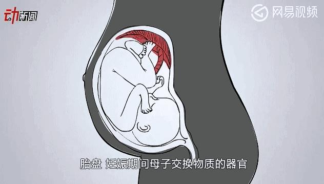 浜轰綋鑳庣洏鏈夌瀵嗗悧,鎻浜轰綋鑳庣洏