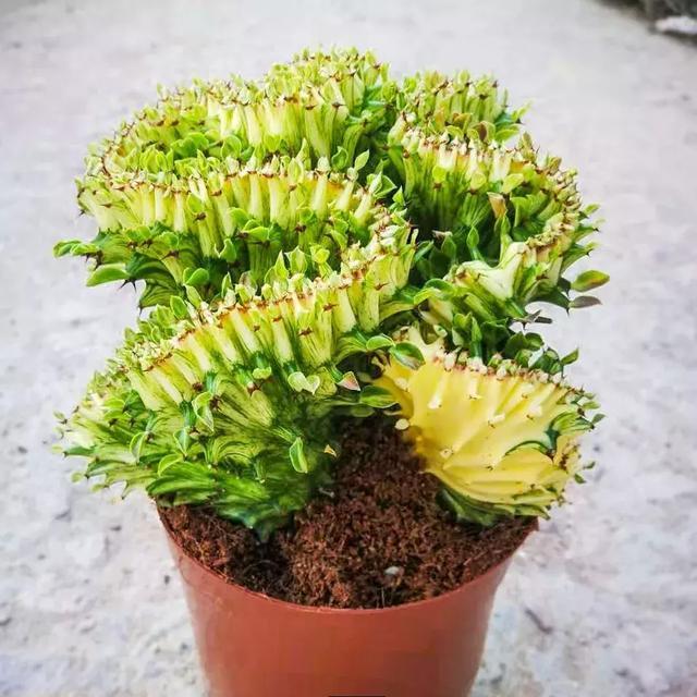 霸气侧漏的多肉植物,霸气的多肉