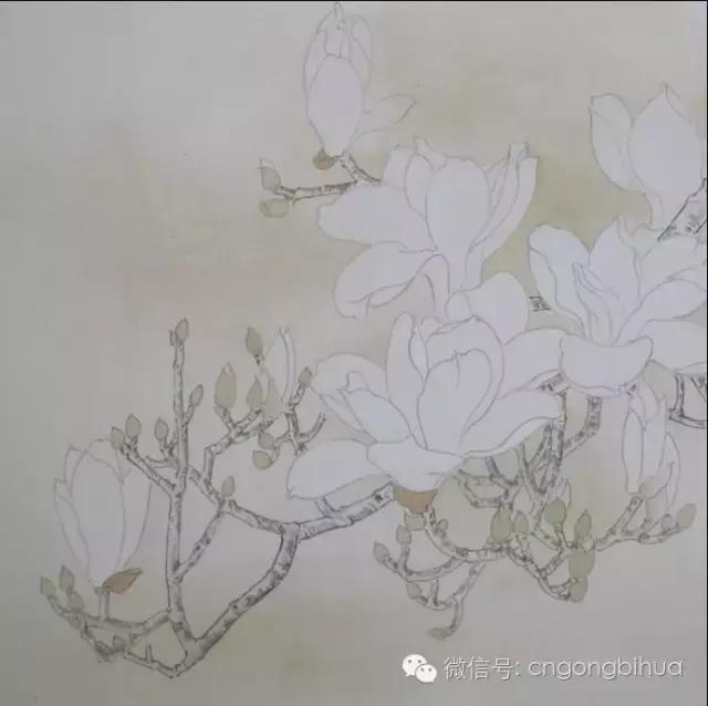 牛文霞工笔玉兰图设色过程,玉兰图工笔花鸟
