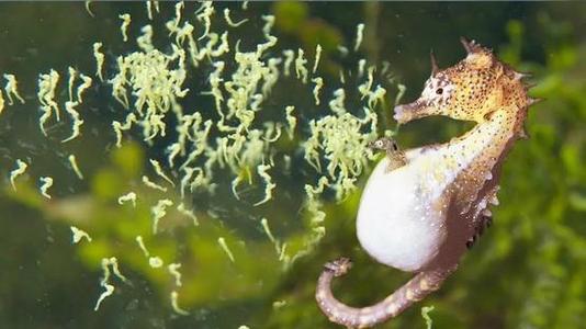 在女儿国,在女儿国男人会怎样