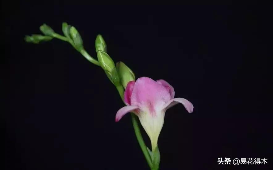 小苍兰前期花苞什么颜色,香雪兰的小苍兰怎么养