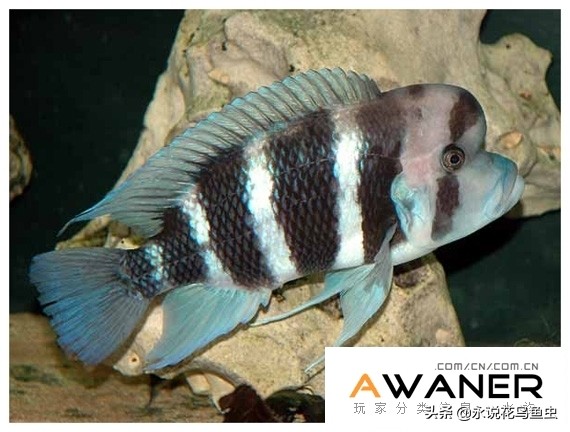 慈鲷六间混养,慈鲷科有哪些