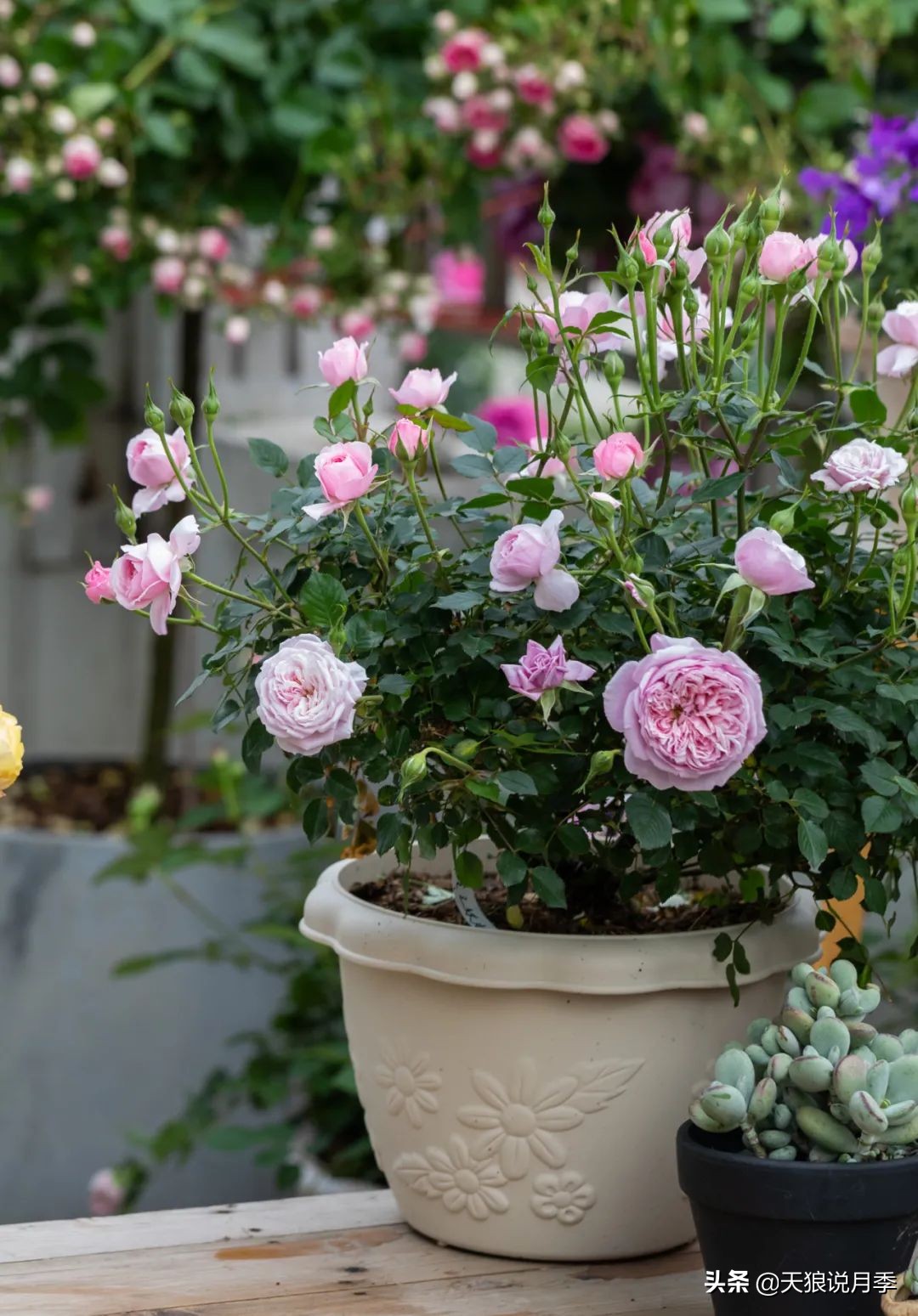 月季的正确抹芽方法,月季抹芽的正确方法