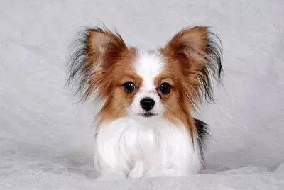 猫咪有泪痕是不是吃咸的了,狗狗吃咸的有泪痕