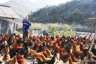 巴马火麻汤哪里最正宗,巴马特色美食火麻仁汤做法