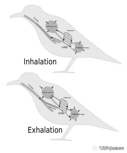 鸟类的产热结构,鸟类的结构特点有哪些