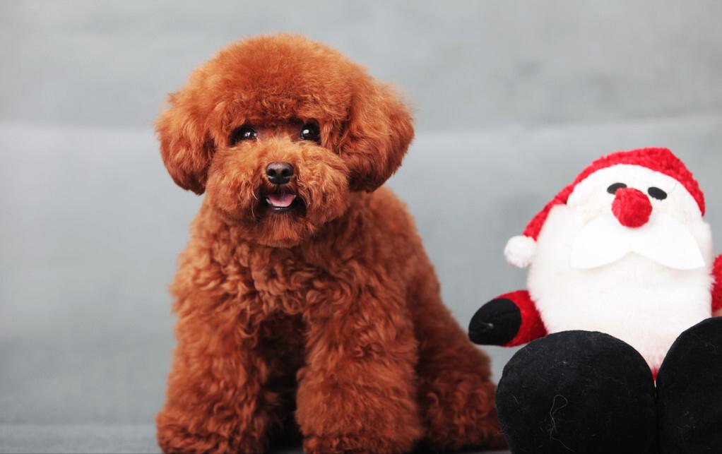 贵宾犬的优点与缺点是什么,贵宾犬串串的缺点和优点