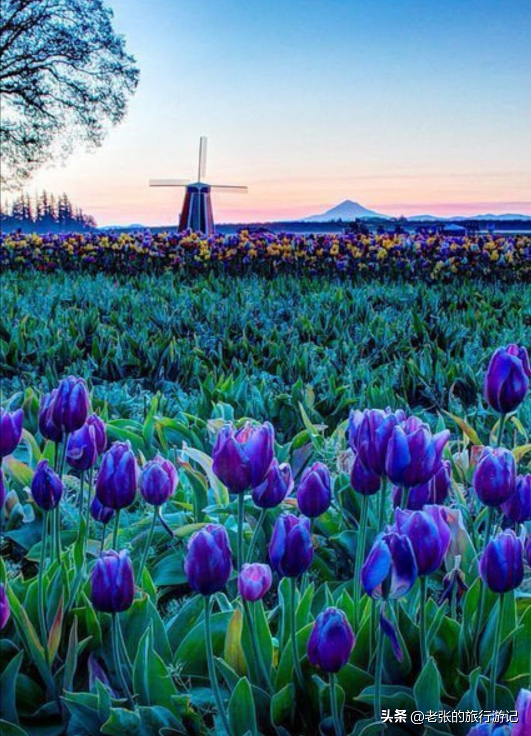 老张记忆里的荷兰之美
