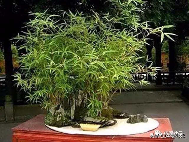 北方耐寒矮化竹子,竹子矮化的最佳方法