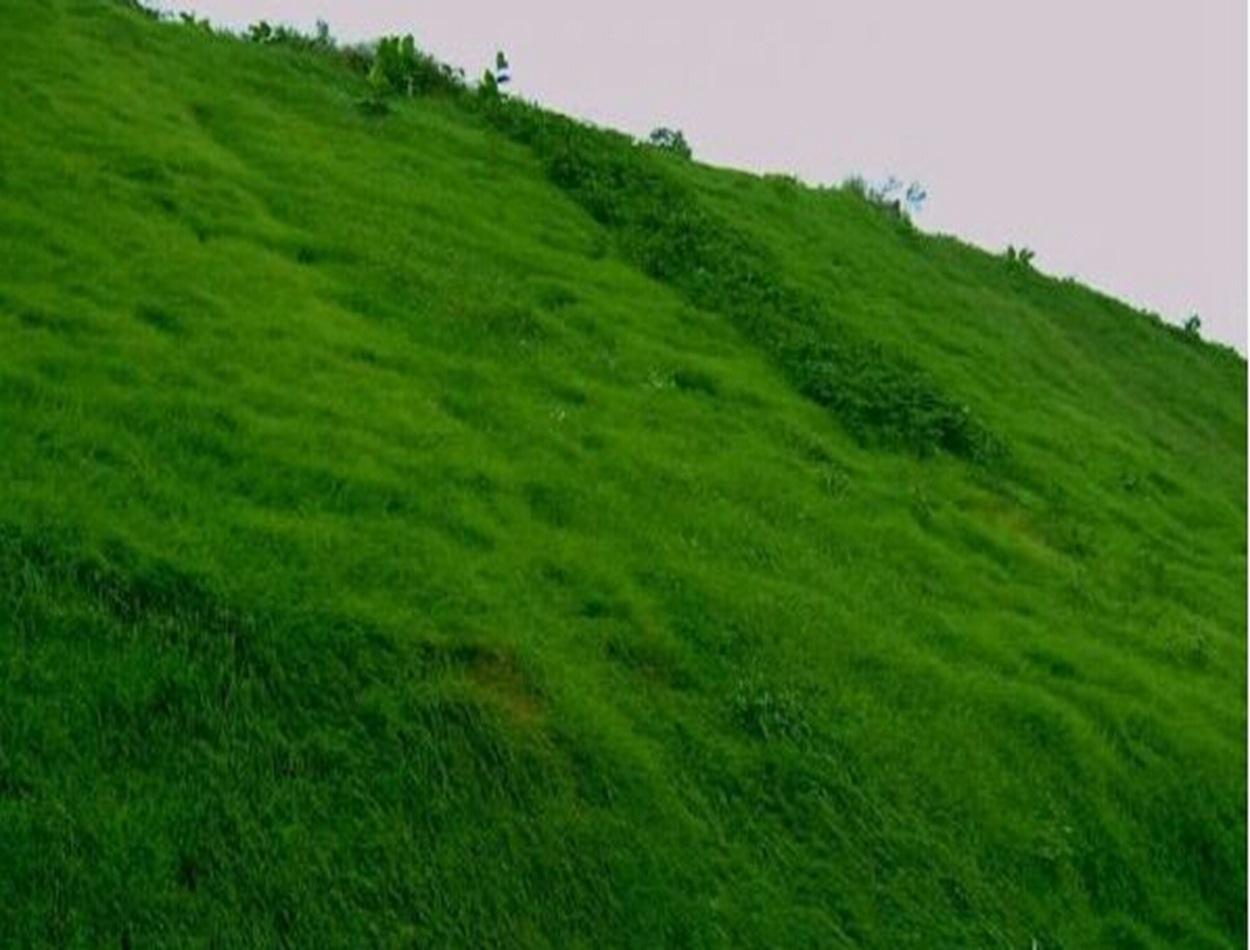 各种边坡绿化草种,边坡绿化草种如何选择