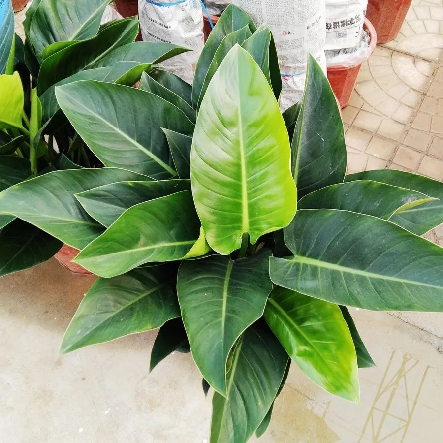 叶亮油绿大如象耳朵的绿钻，蔓绿绒这么养护，吉星高照满面春风