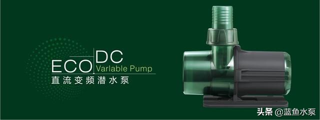 蓝鲨鹦鹉鱼饲养方法视频,饲养鹦鹉鱼要经常换水吗