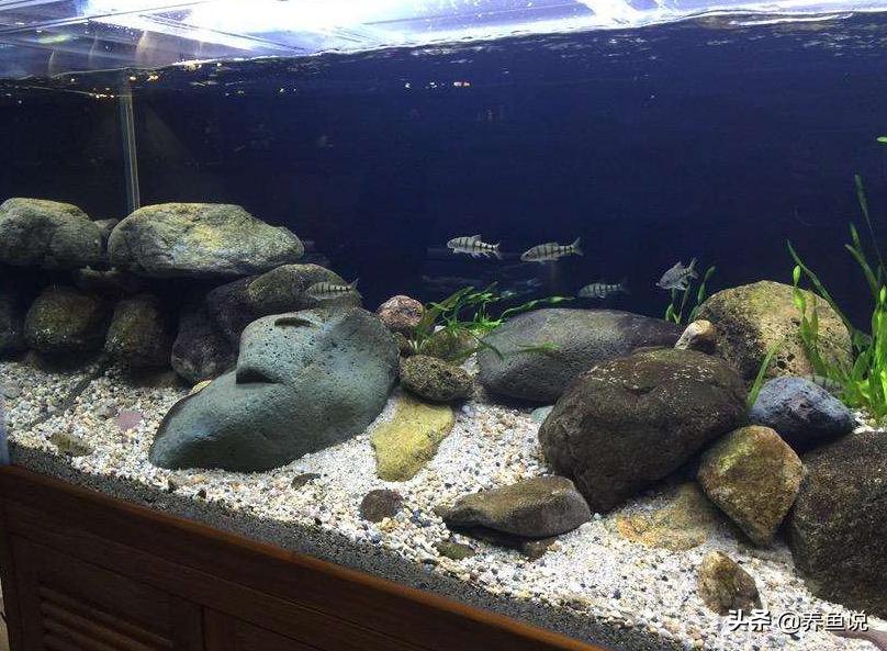 鱼缸真的可以免换水吗,免换水鱼缸顶滤效果好吗