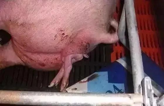 面对分娩你真的准备好了吗,面对生育你最怕什么