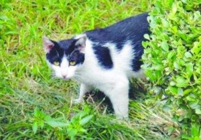 猫咪独自在家时需要注意些什么,下班回来发现小猫咪不开心