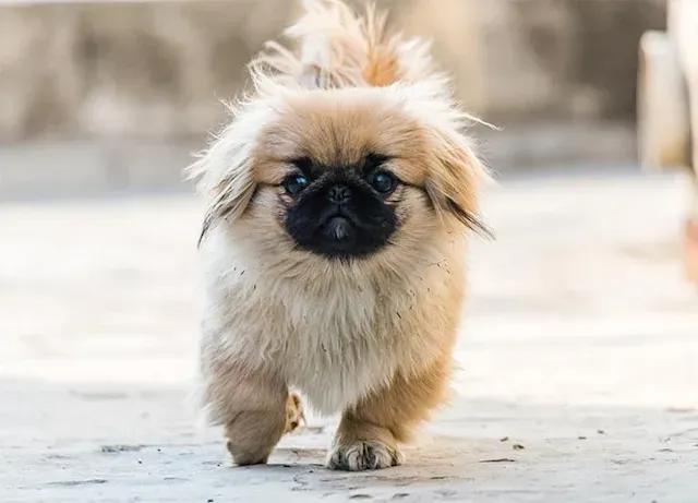 全球公认最古老的狗品种,世界十大最稀有的狗品种