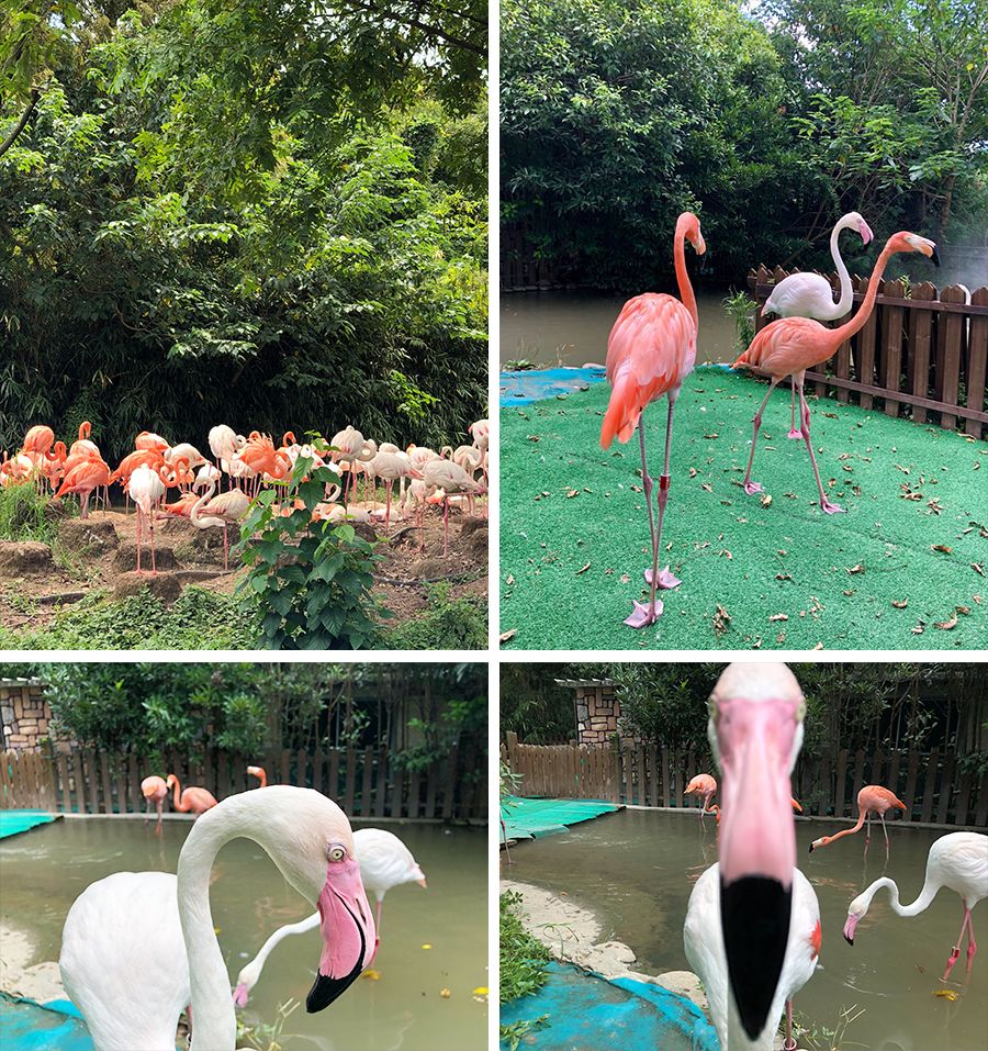 上海动物园打卡攻略,上海野生动物园的旅游路线示意图