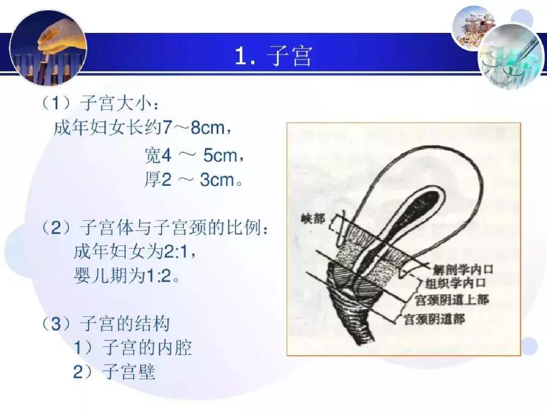 纯干货！子宫及附件解剖和超声诊断