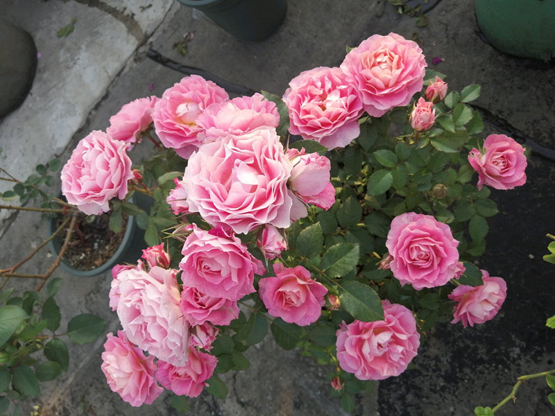 月季开花机器哪种最好养,月季中的开花机器有哪些