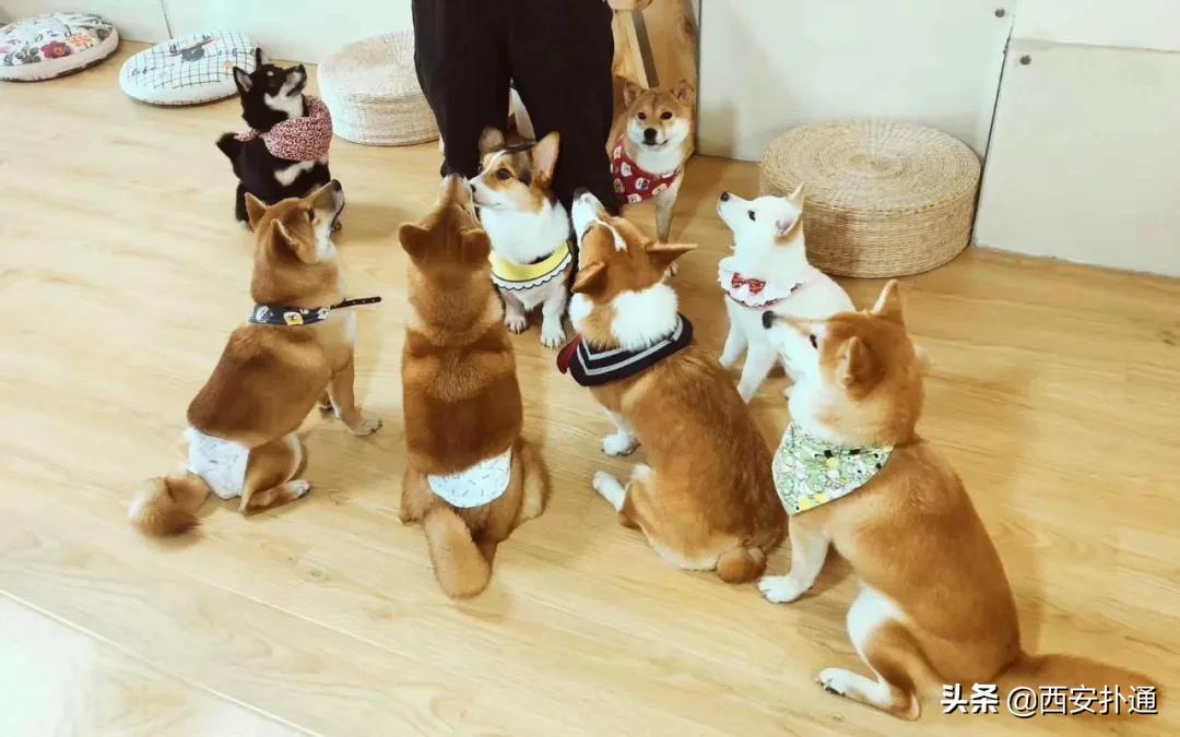 西安有哪些可以撸兔子的店,西安撸兔子的店