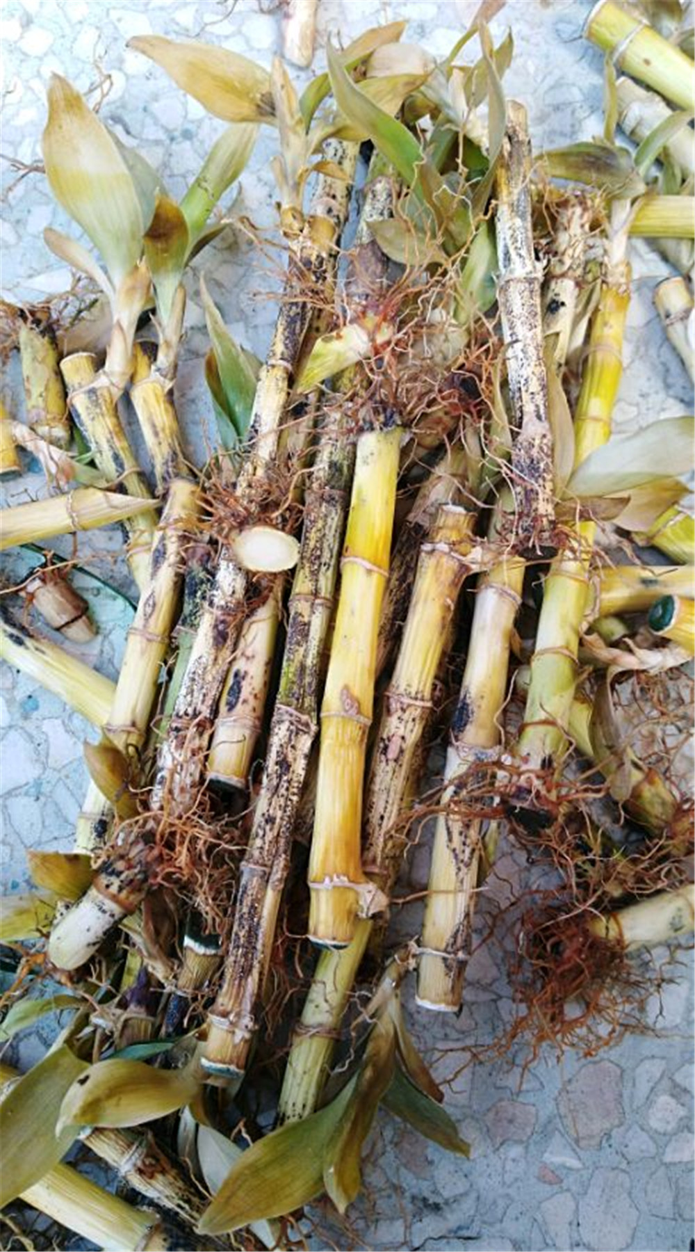 富贵竹叶子干尖黄叶怎么办,富贵竹叶子发黄可以剪根吗