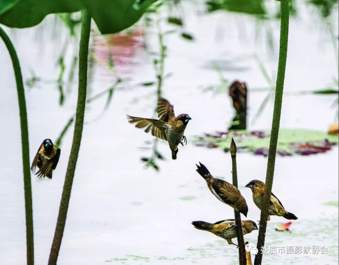 最新风景摄影小品欣赏,娄底景观小品