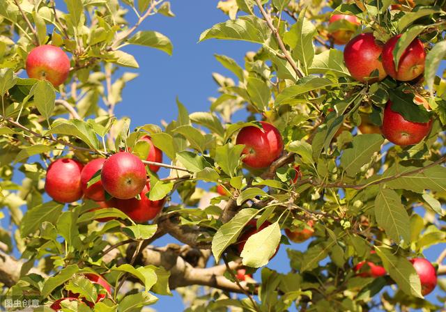 苹果病虫害的防治原则,苹果病虫害防治最新