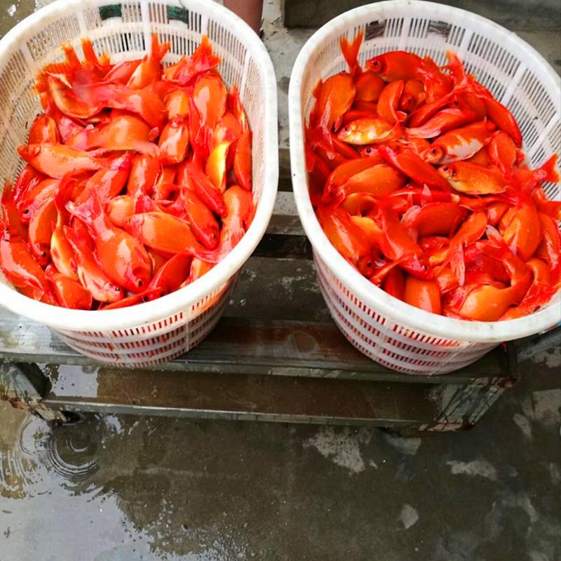 金鱼怎么蔫巴蔫巴就死了什么原因,为什么我买的金鱼到家几天就死了