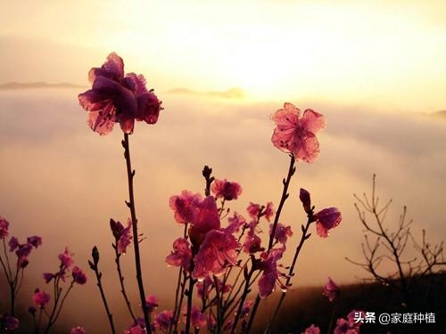 南方植物杜鹃,最容易养的植物杜鹃