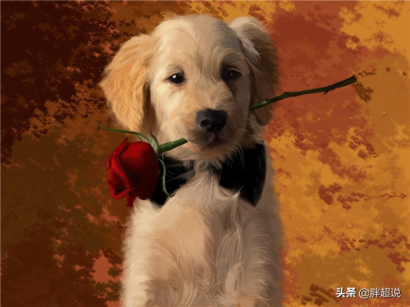 夏天泰迪狗狗生产注意事项,狗狗生产后需要注意什么