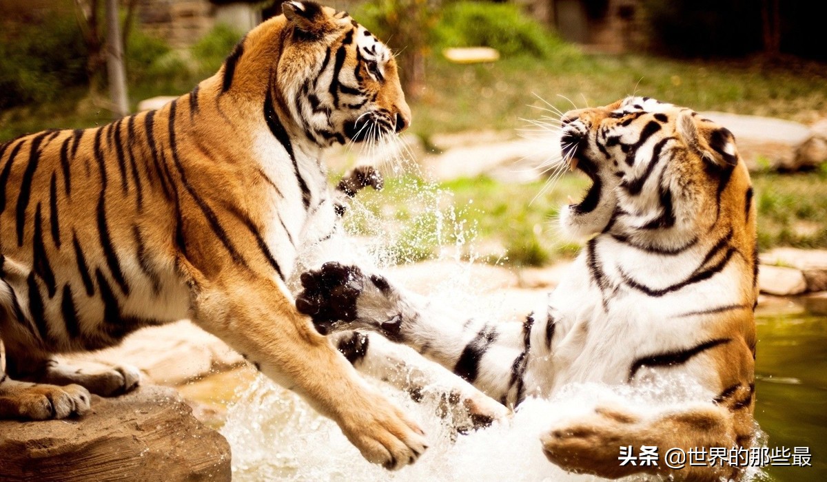 老虎一对一能打过狮子吗,老虎跟狮子打起来会怎么样