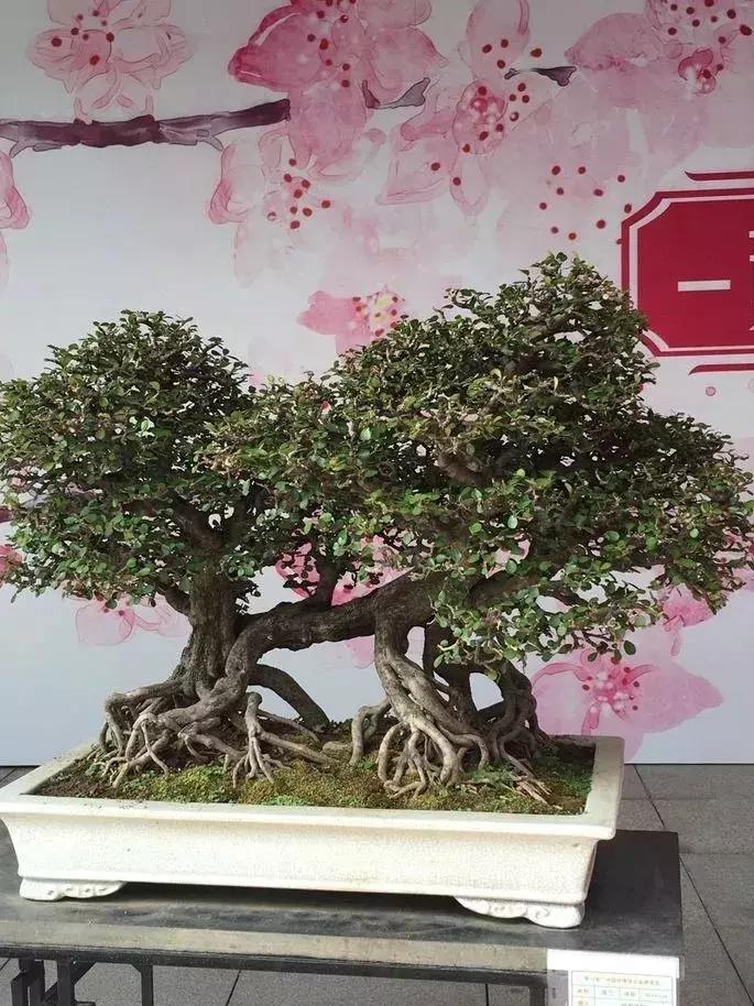 西北盆景树种100种,最值得收藏的六种盆景树种是哪种