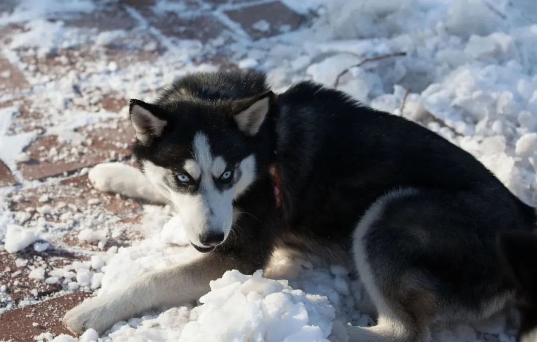 哈士奇真的傻不傻,哈士奇的8大缺点劝你最好别养