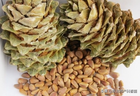 松子的采摘过程,松子从采摘到炒熟的全过程