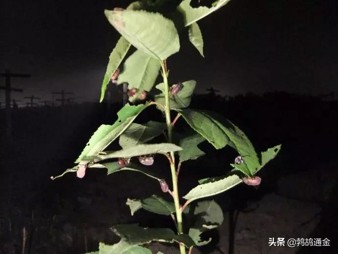 樱桃地下害虫防治方法,樱桃虫害