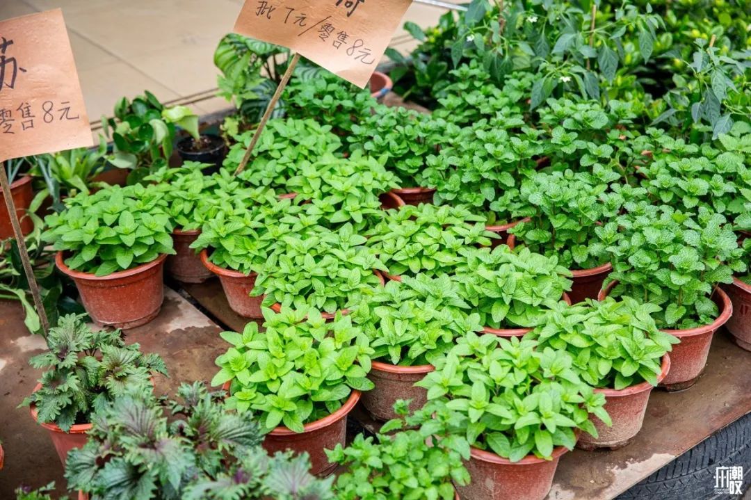 深夜去广州的花卉市场买花,如何逛斗南花卉市场买花便宜