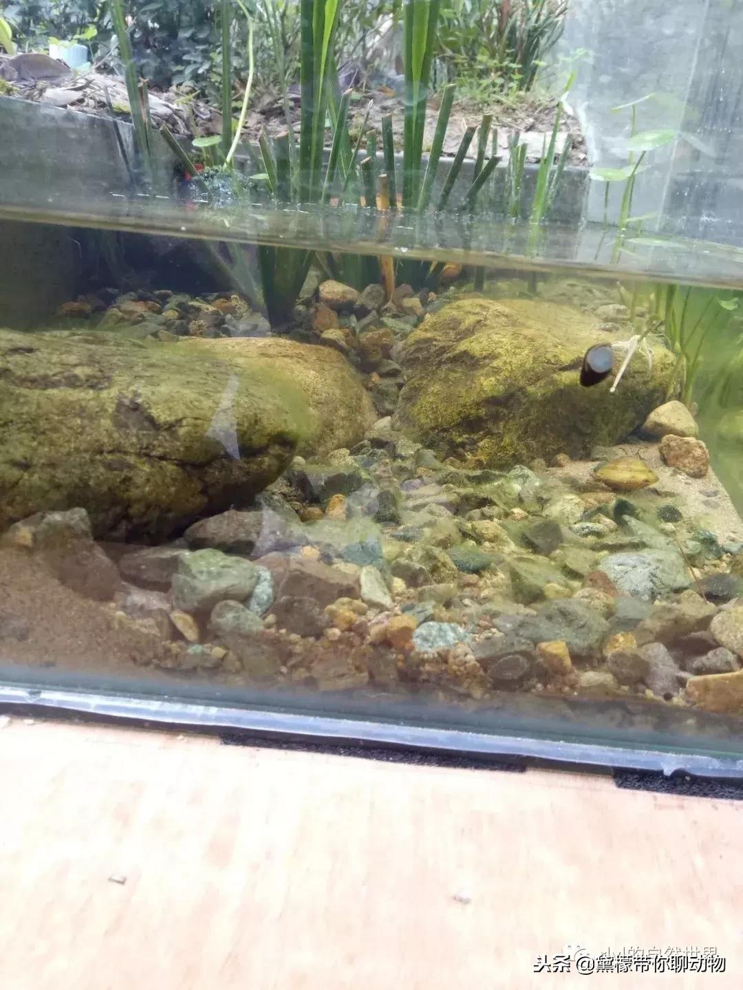 丛林造景黄缘龟池设计图大全,龟宝宝黄缘龟生态缸造景教程