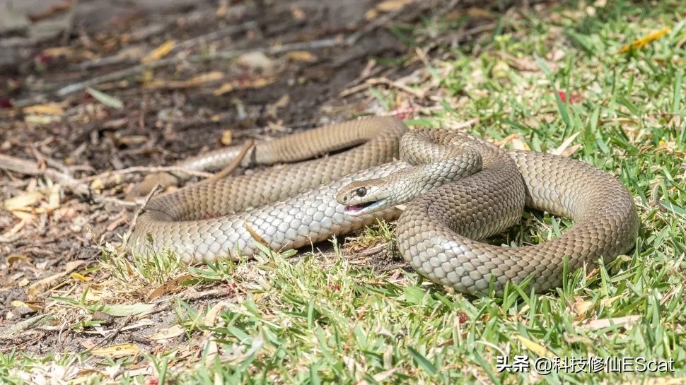 两条毒蛇互相咬会怎么样,两条毒蛇互相咬会毒死吗