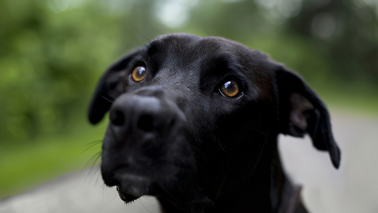 为什么这么多人讨厌黑狗,为什么狗令人喜欢