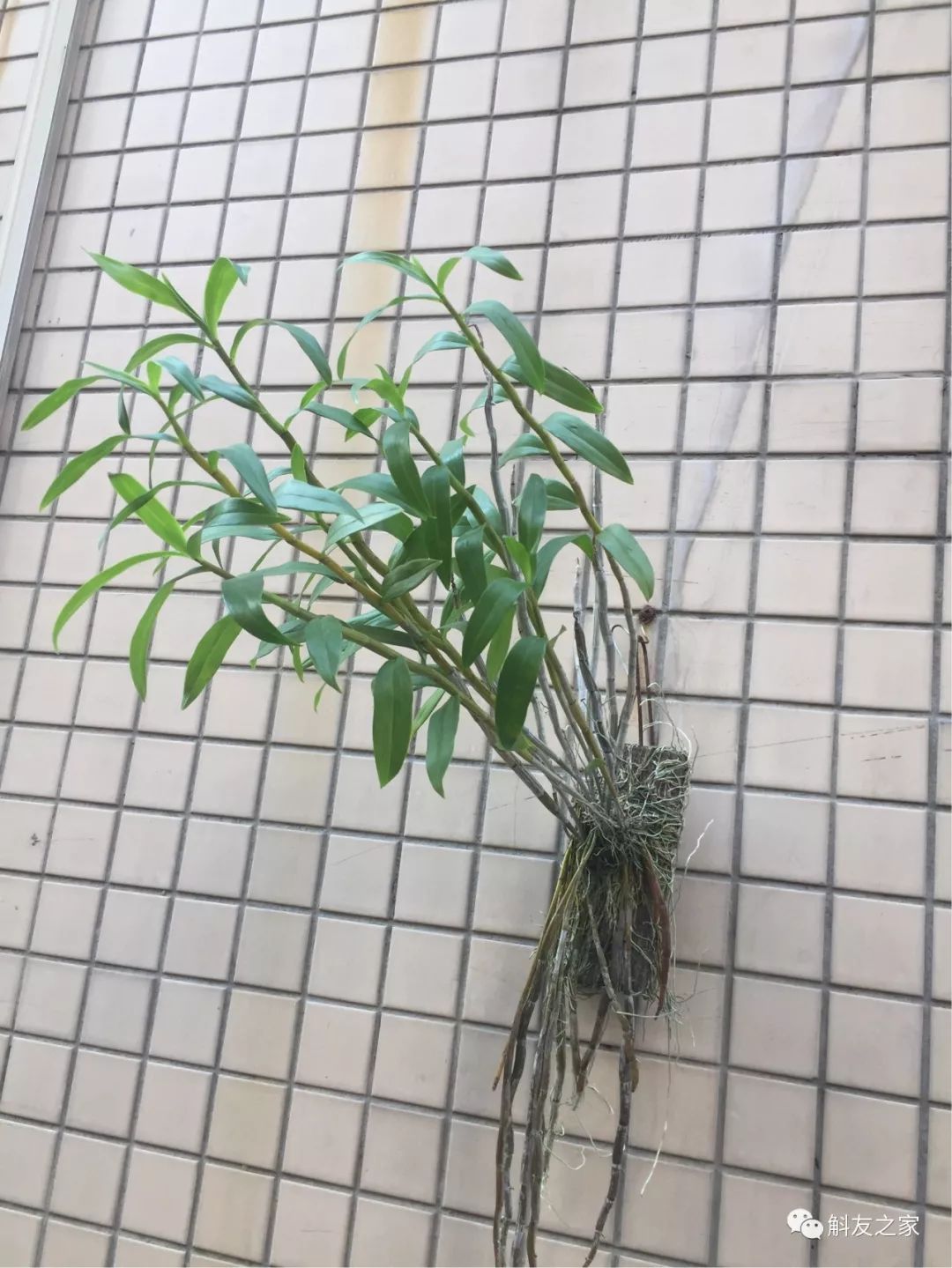 香水石斛兰烂根全部腐烂怎么办,石斛兰烂根怎么让它长新根呢