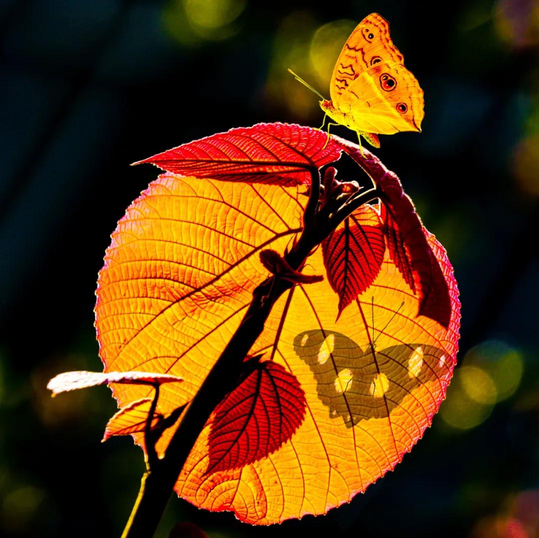 香港第14届全国摄影艺术展,第29届全国摄影艺术展览获奖名单