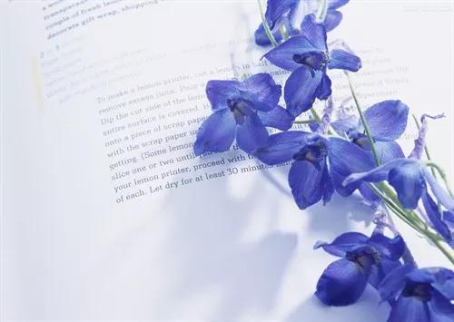 每日送花花语,花语大全送花的讲究