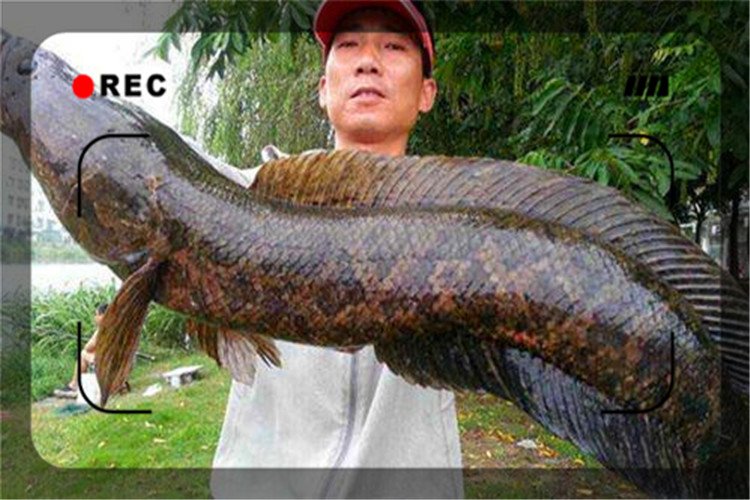 农村目前养殖什么比较挣钱,农村空房养殖什么挣钱