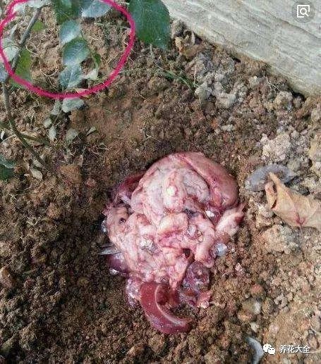 绿萝与铜钱草四季养护,怎么让铜钱草长得和绿萝一样