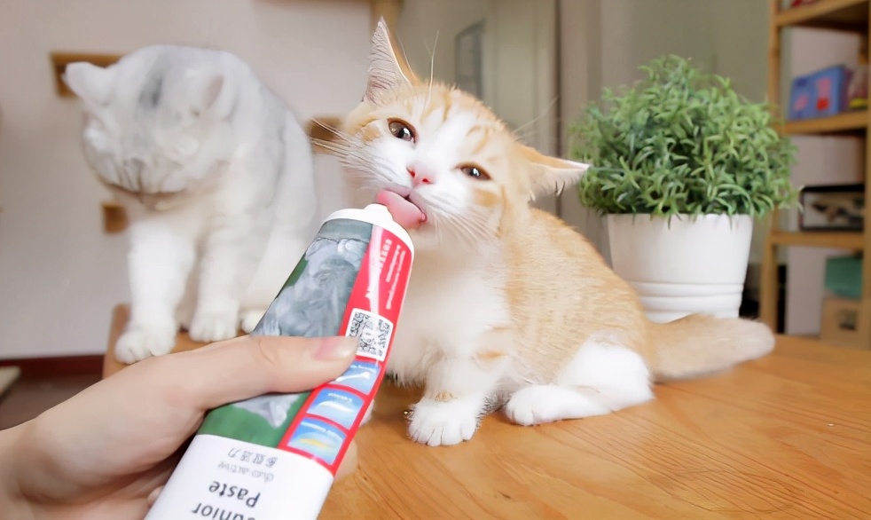 猫咪呕吐的原因及处理方法图解,猫咪呕吐没消化的猫粮如何处理