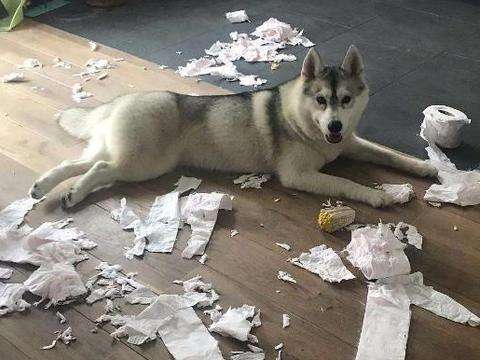 哈士奇拆家的能力到底有多强,二哈拆家和哈士奇拆家谁更厉害