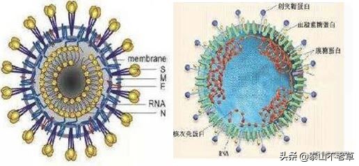新型冠状病毒2019-ncov怎么检测,新型冠状病毒2019-ncov使用方法