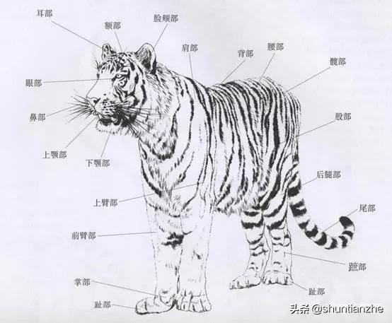 工笔老虎技法教学视频,工笔老虎胸毛的撕毛法