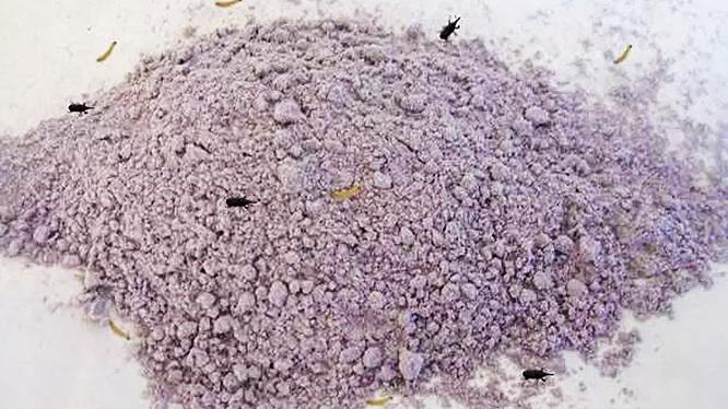 米面怎么保存不容易生虫子,米面生小虫怎么办